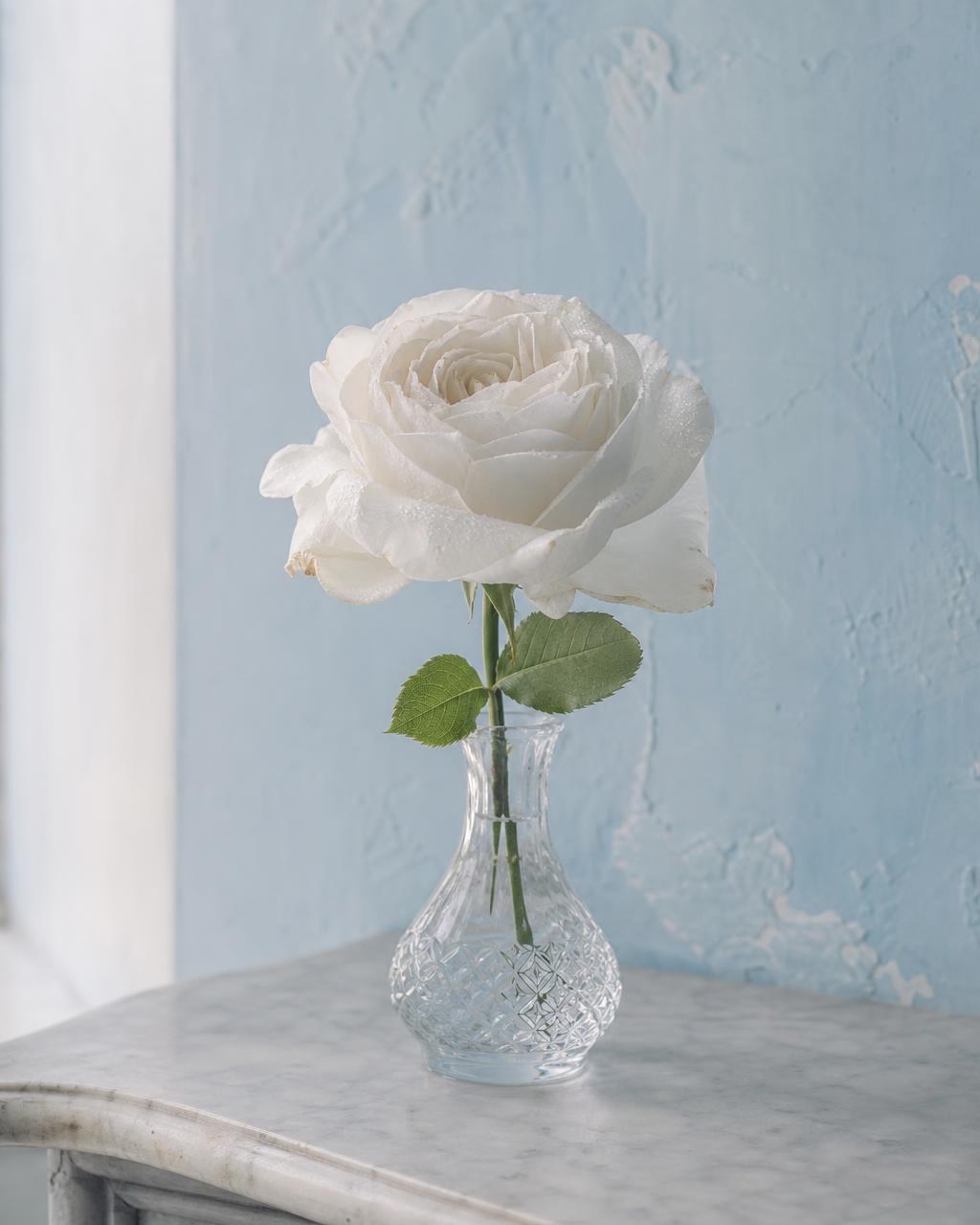 A single white rose in a glass vase against a pale blue wall
